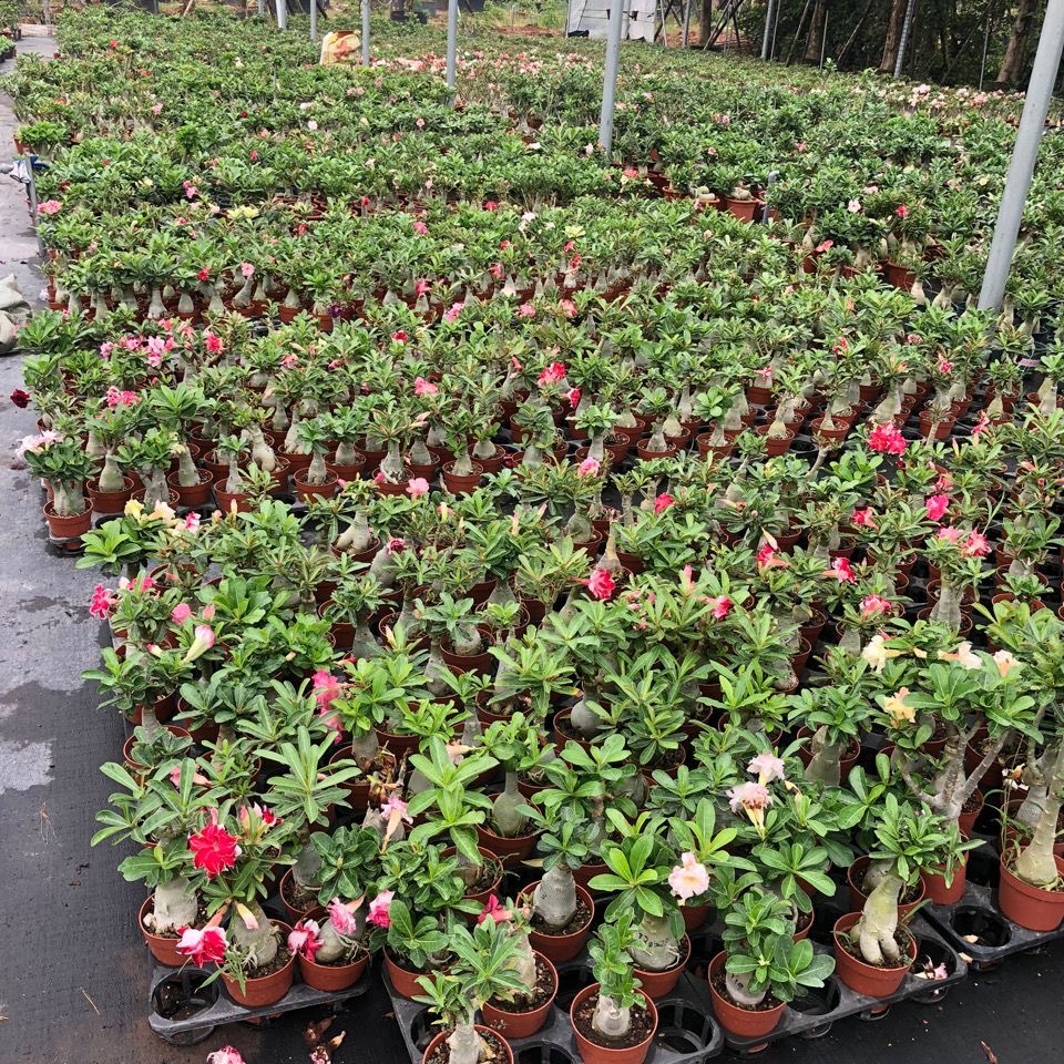 4-5cm Adenium arabicum