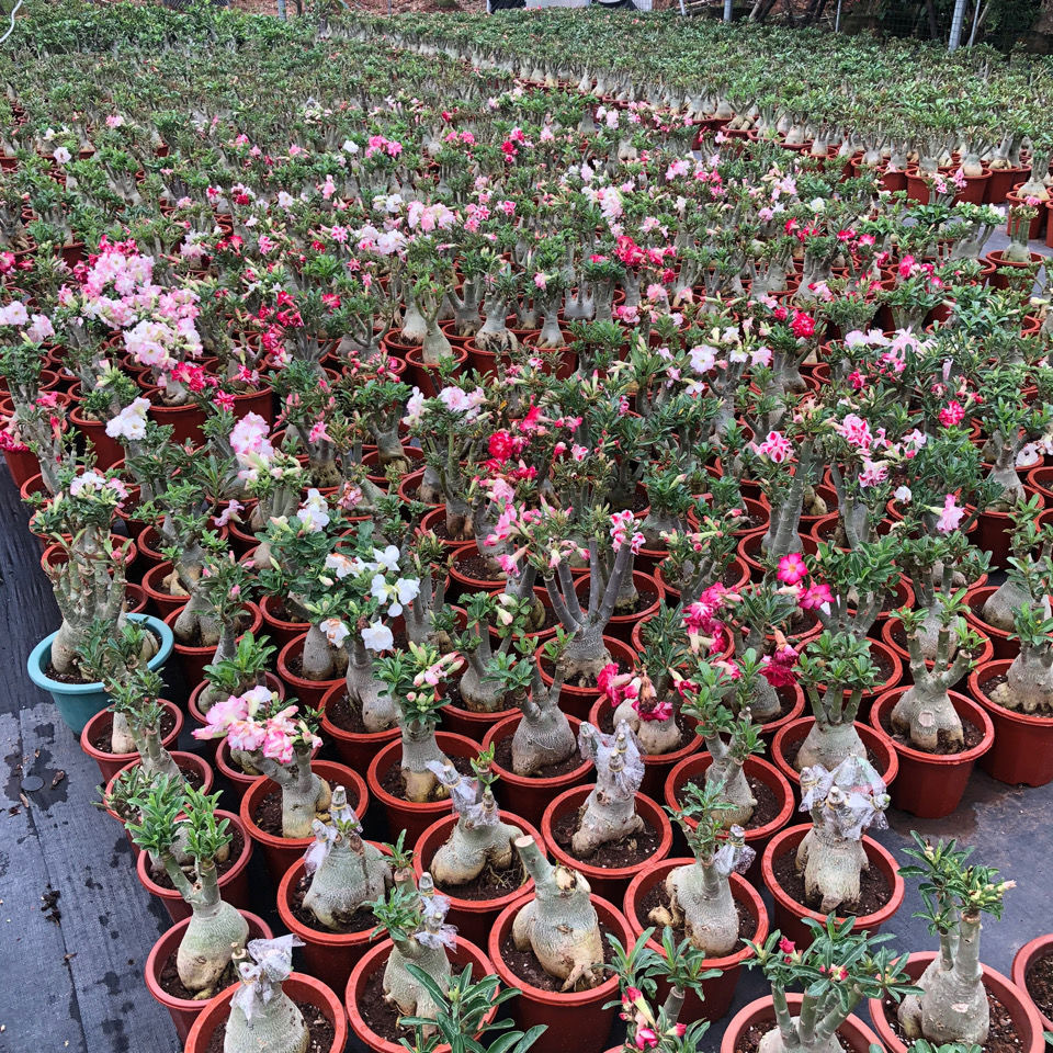 4-5cm Adenium arabicum