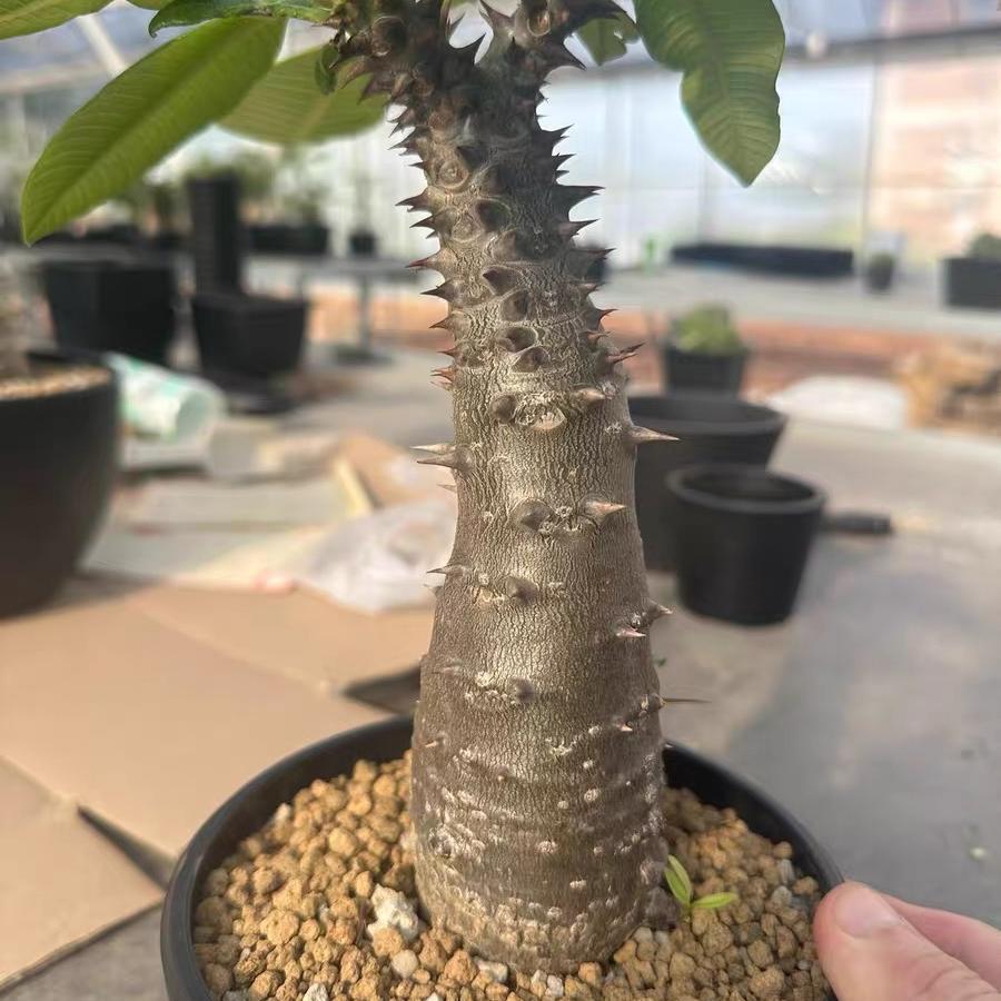 3-4cm Pachypodium baronii