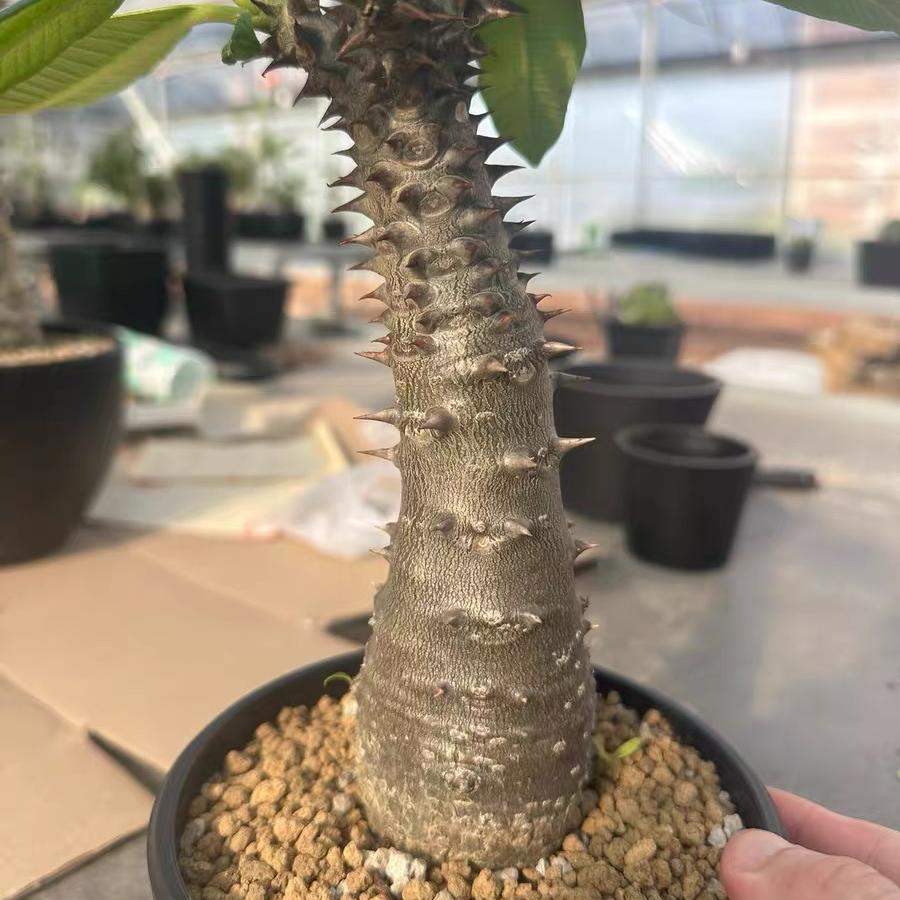 3-4cm Pachypodium baronii
