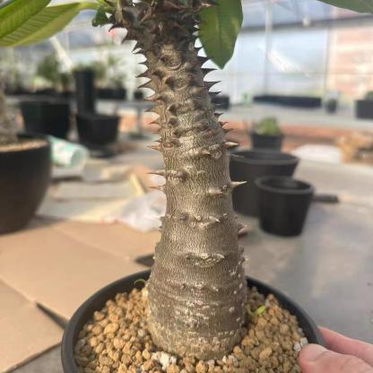 3-4cm Pachypodium baronii