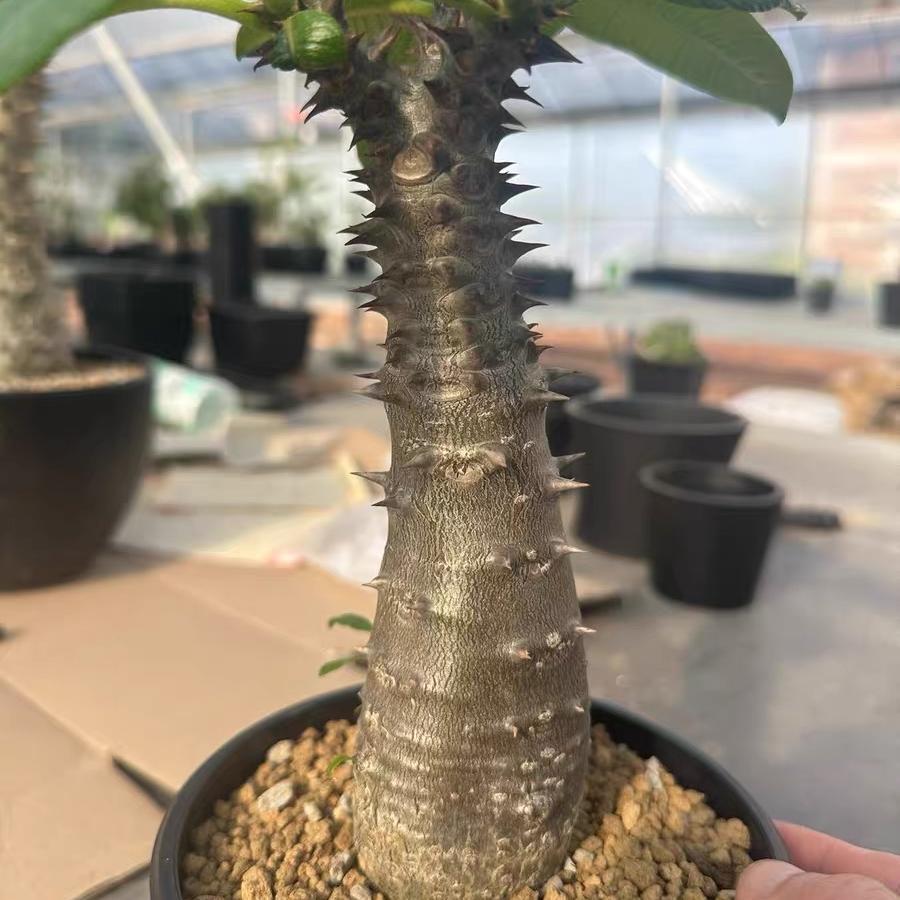 3-4cm Pachypodium baronii