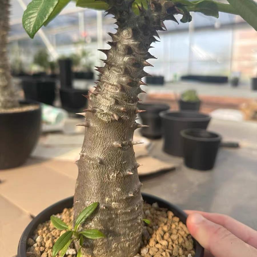 3-4cm Pachypodium baronii