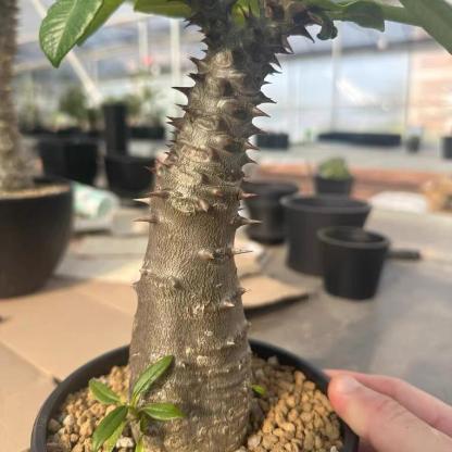 3-4cm Pachypodium baronii