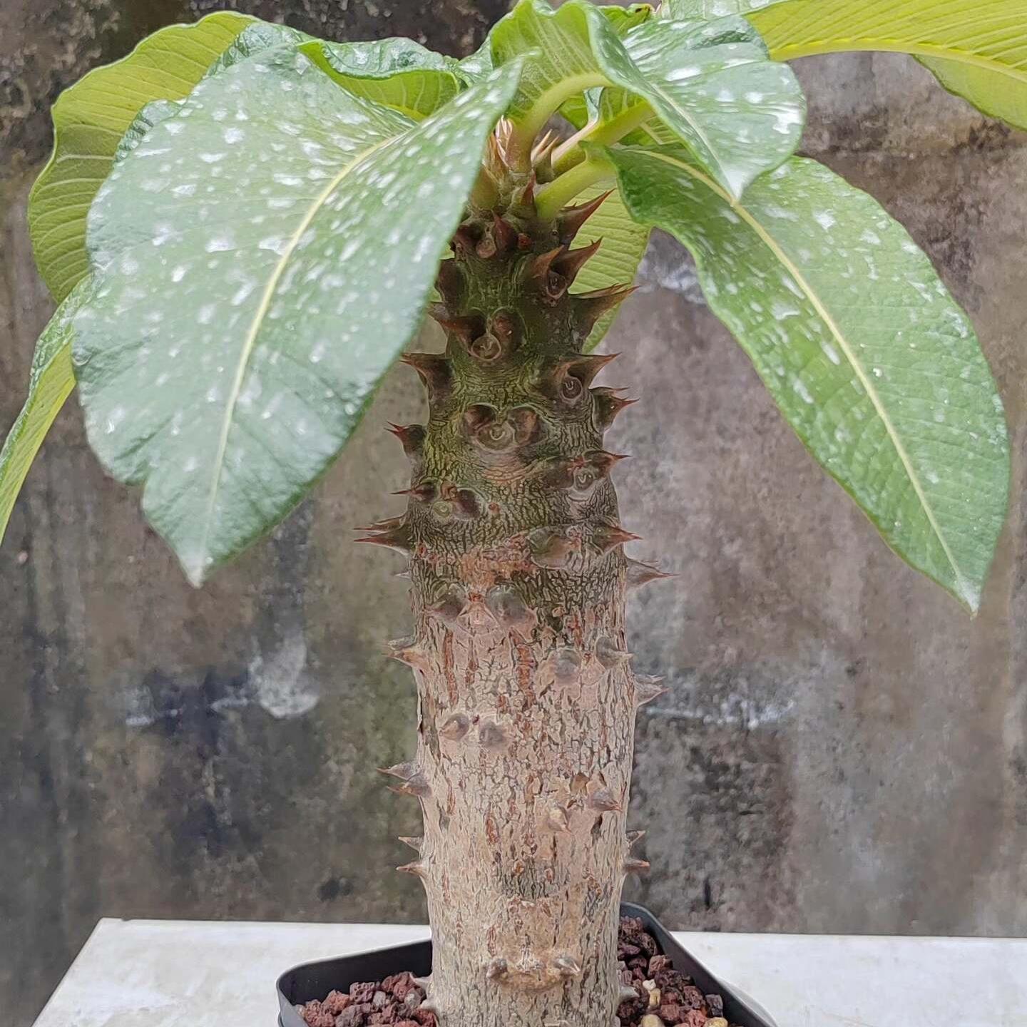 3-4cm Pachypodium baronii