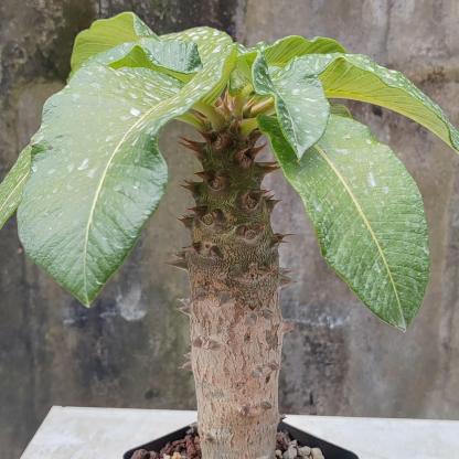 3-4cm Pachypodium baronii