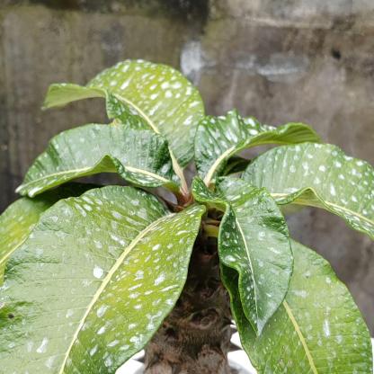 3-4cm Pachypodium baronii