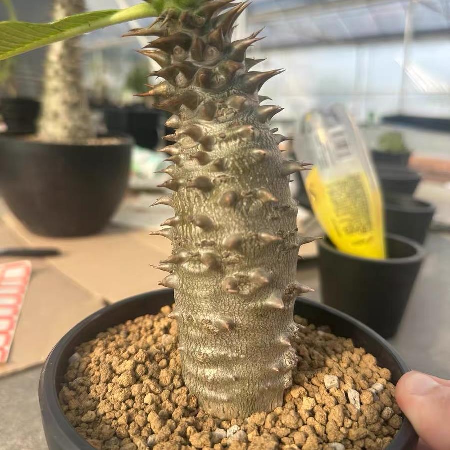 3-4cm Pachypodium baronii