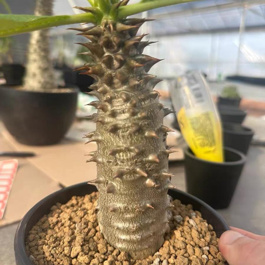 3-4cm Pachypodium baronii