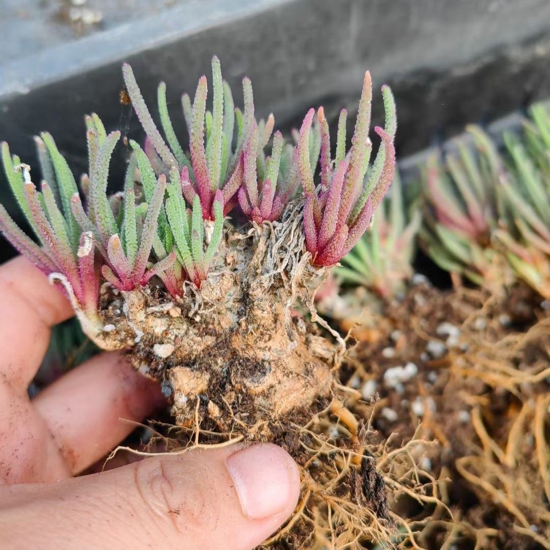 4-5cm Phyllobolus resurgens