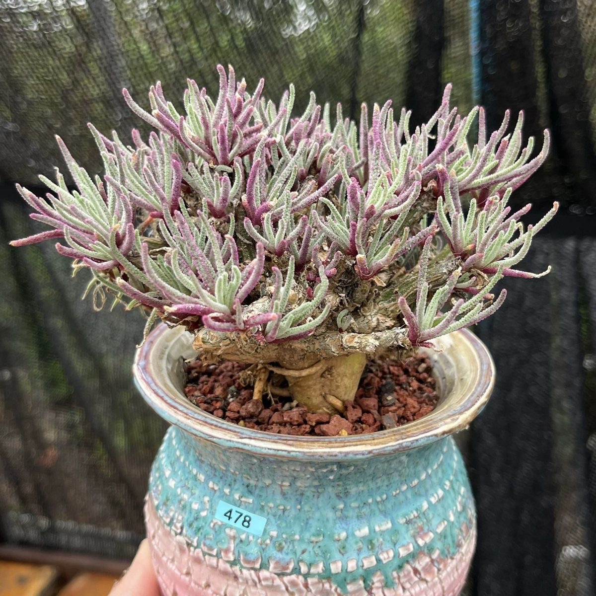 4-5cm Phyllobolus resurgens