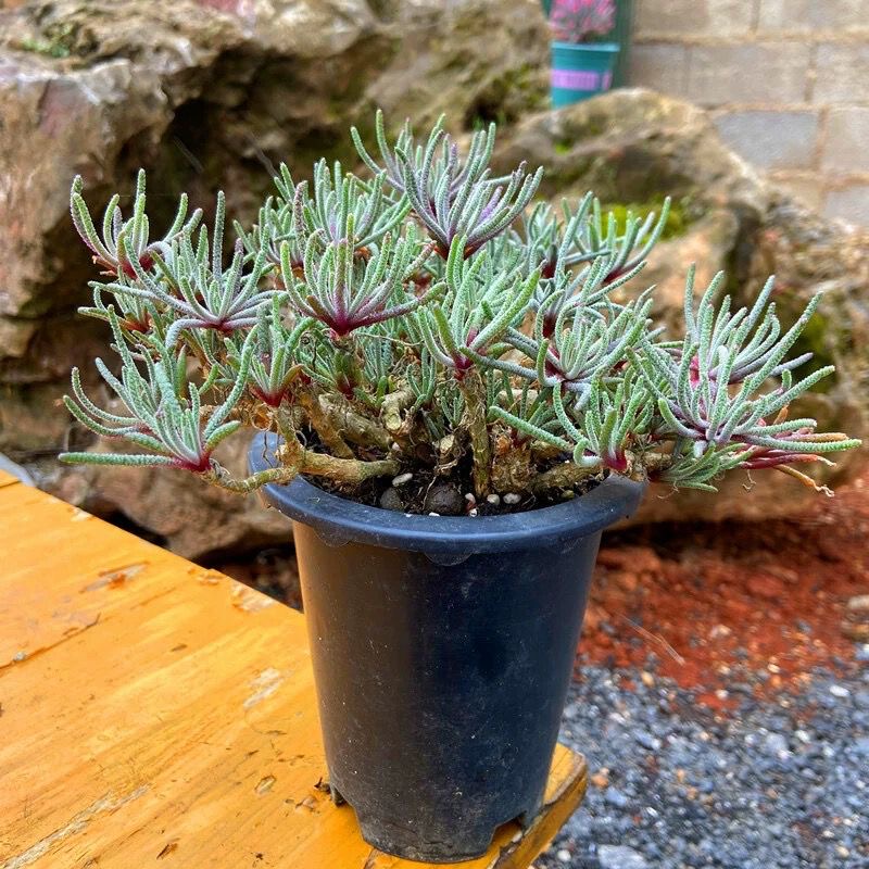 4-5cm Phyllobolus resurgens