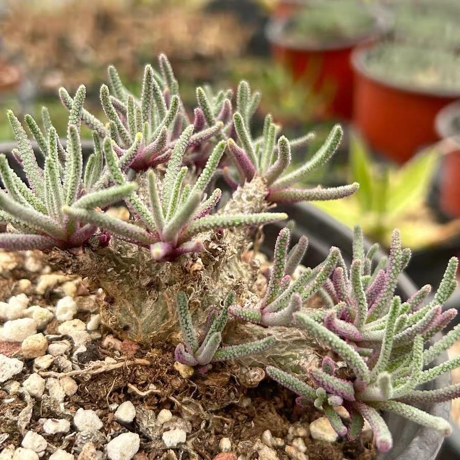 4-5cm Phyllobolus resurgens