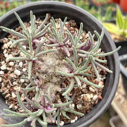 4-5cm Phyllobolus resurgens