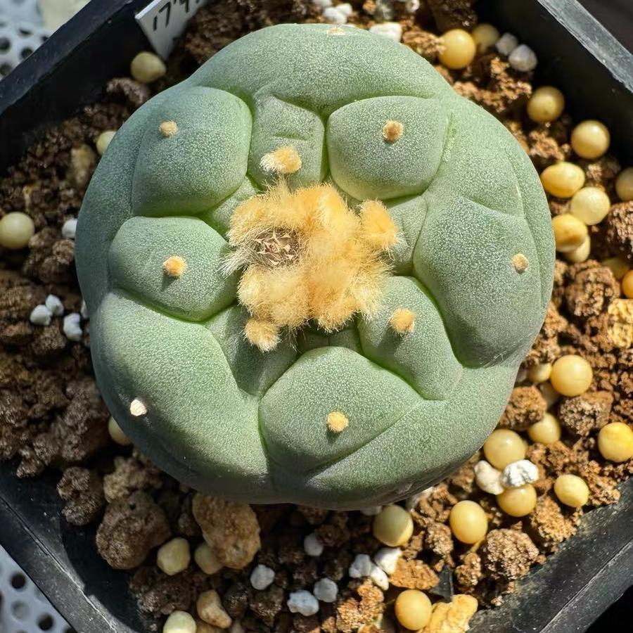 Lophophora fricii（Japanese Buddha Head）Gutianbei Silver Crown Cactus