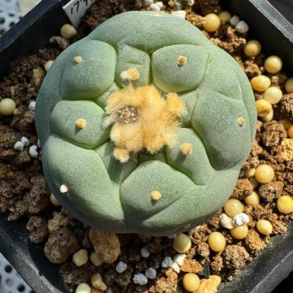 Lophophora fricii（Japanese Buddha Head）Gutianbei Silver Crown Cactus