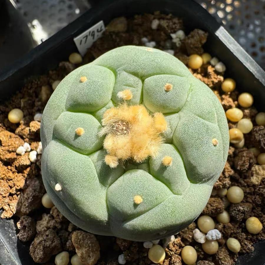 Lophophora fricii（Japanese Buddha Head）Gutianbei Silver Crown Cactus