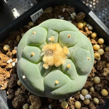 Lophophora fricii（Japanese Buddha Head）Gutianbei Silver Crown Cactus