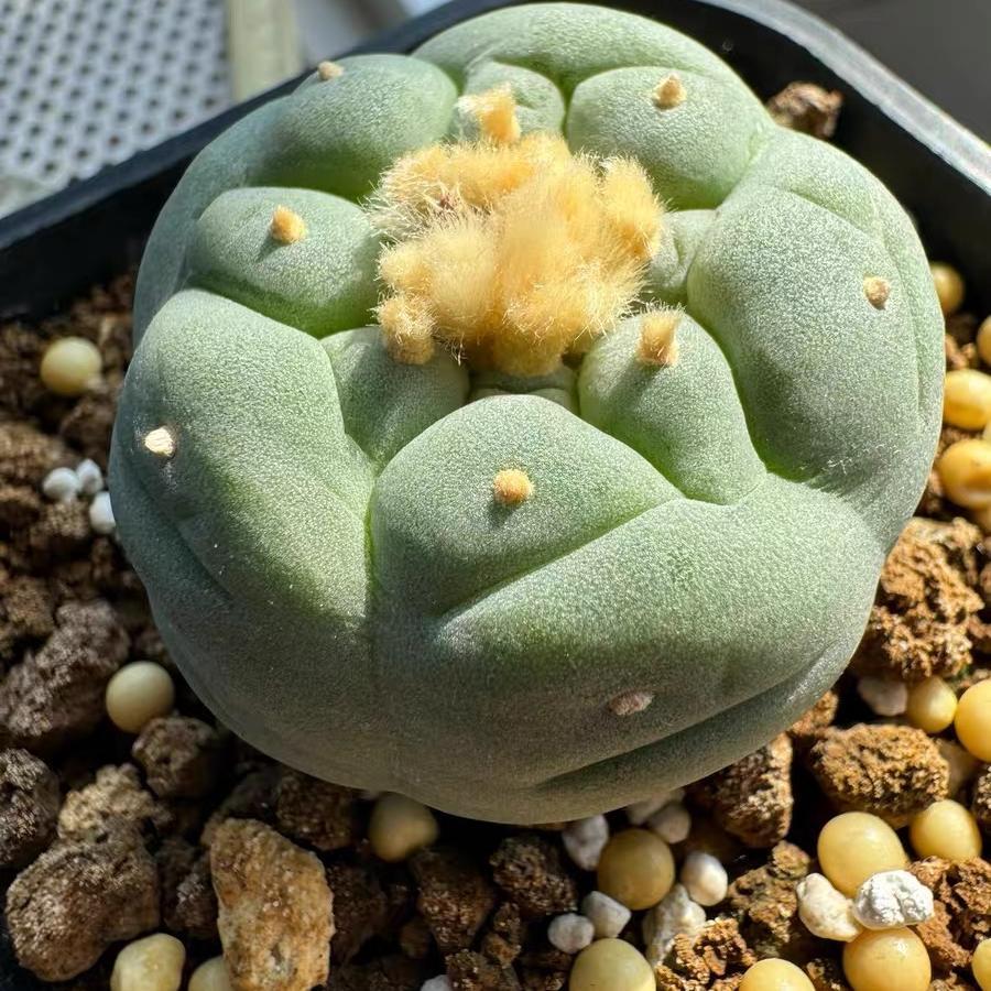 Lophophora fricii（Japanese Buddha Head）Gutianbei Silver Crown Cactus