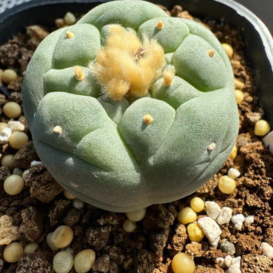 Lophophora fricii（Japanese Buddha Head）Gutianbei Silver Crown Cactus
