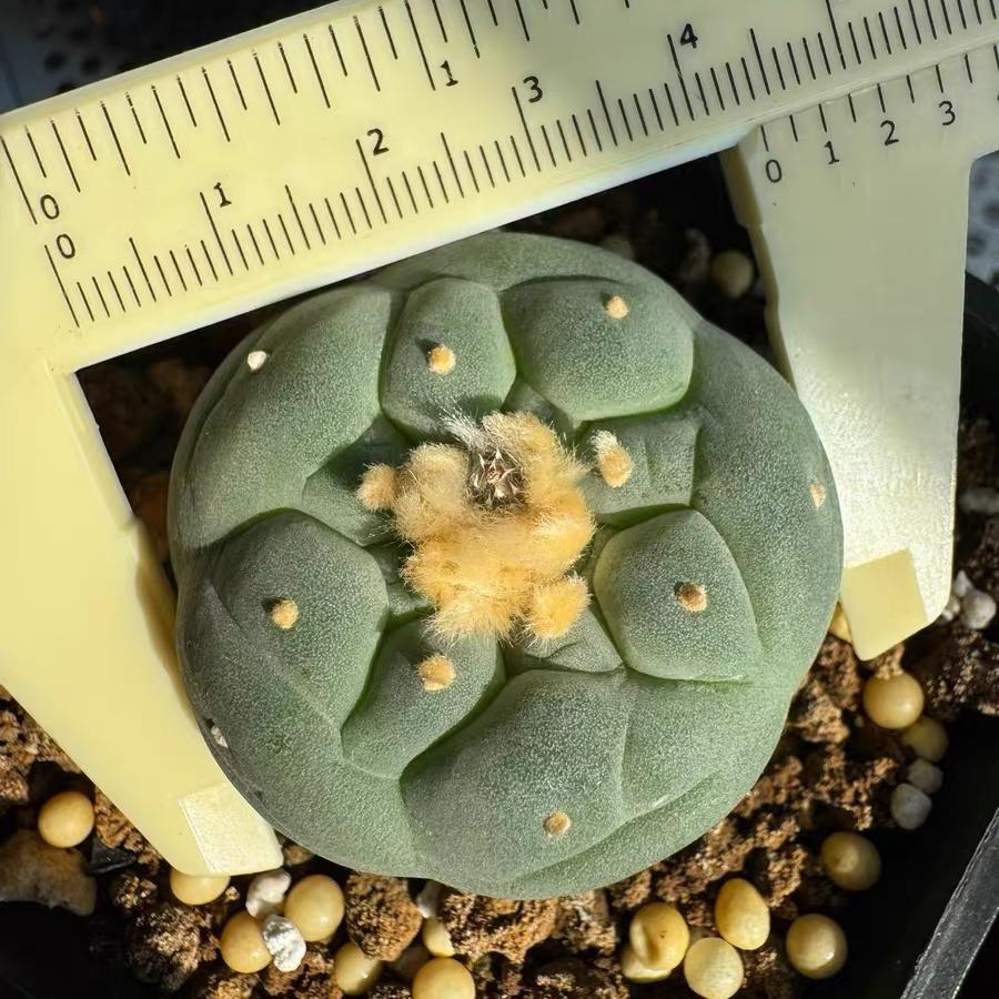 Lophophora fricii（Japanese Buddha Head）Gutianbei Silver Crown Cactus