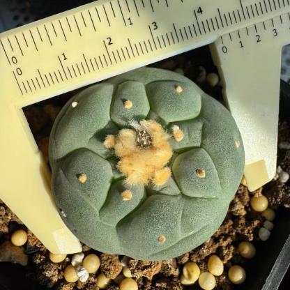 Lophophora fricii（Japanese Buddha Head）Gutianbei Silver Crown Cactus
