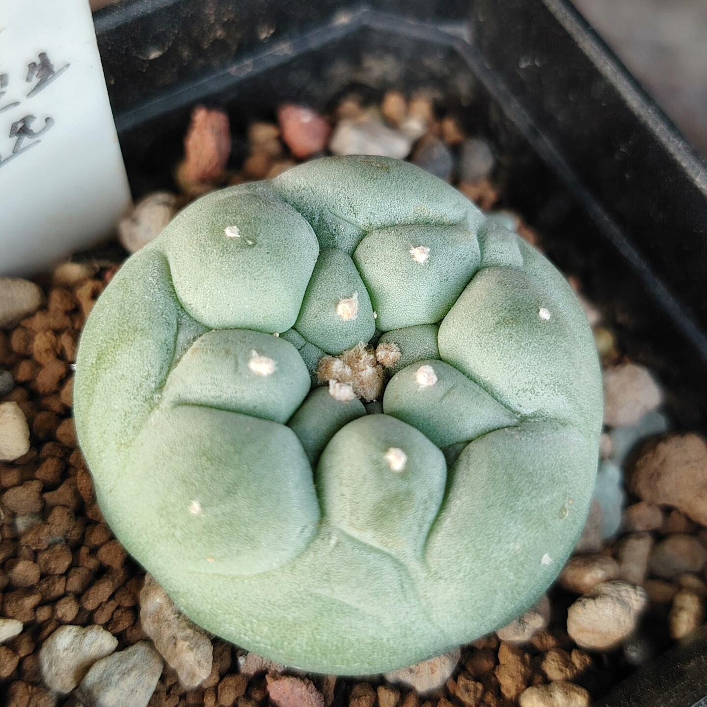 Lophophora fricii（Japanese Buddha Head）Gutianbei Silver Crown Cactus