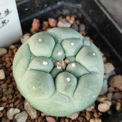 Lophophora fricii（Japanese Buddha Head）Gutianbei Silver Crown Cactus