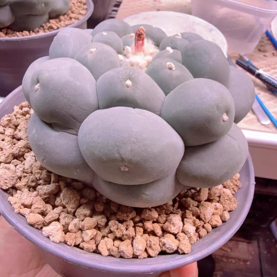 Lophophora fricii（Japanese Buddha Head）Gutianbei Silver Crown Cactus