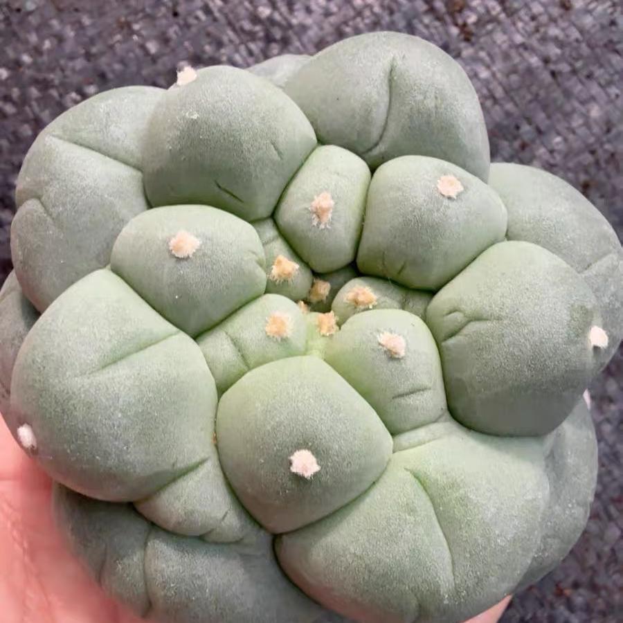 Lophophora fricii（Japanese Buddha Head）Gutianbei Silver Crown Cactus