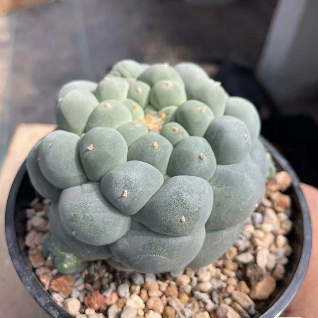 Lophophora fricii（Japanese Buddha Head）Gutianbei Silver Crown Cactus