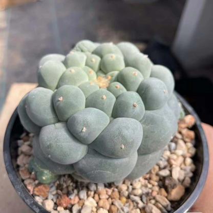 Lophophora fricii（Japanese Buddha Head）Gutianbei Silver Crown Cactus