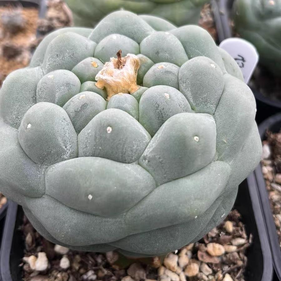 Lophophora fricii（Japanese Buddha Head）Gutianbei Silver Crown Cactus