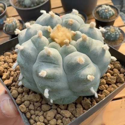 4-6cm Lophophora williamsii peyote（radish root）