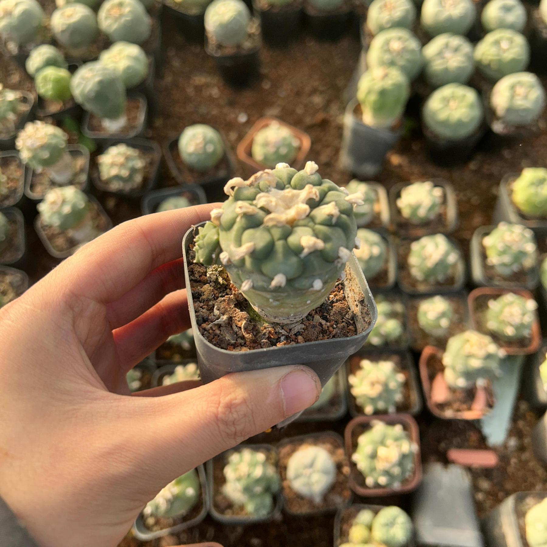 3-4cm Lophophora Fricii × Diffusa Hybrid—FLUFFY HAIRY