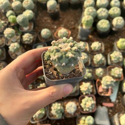 3-4cm Lophophora Fricii × Diffusa Hybrid—FLUFFY HAIRY