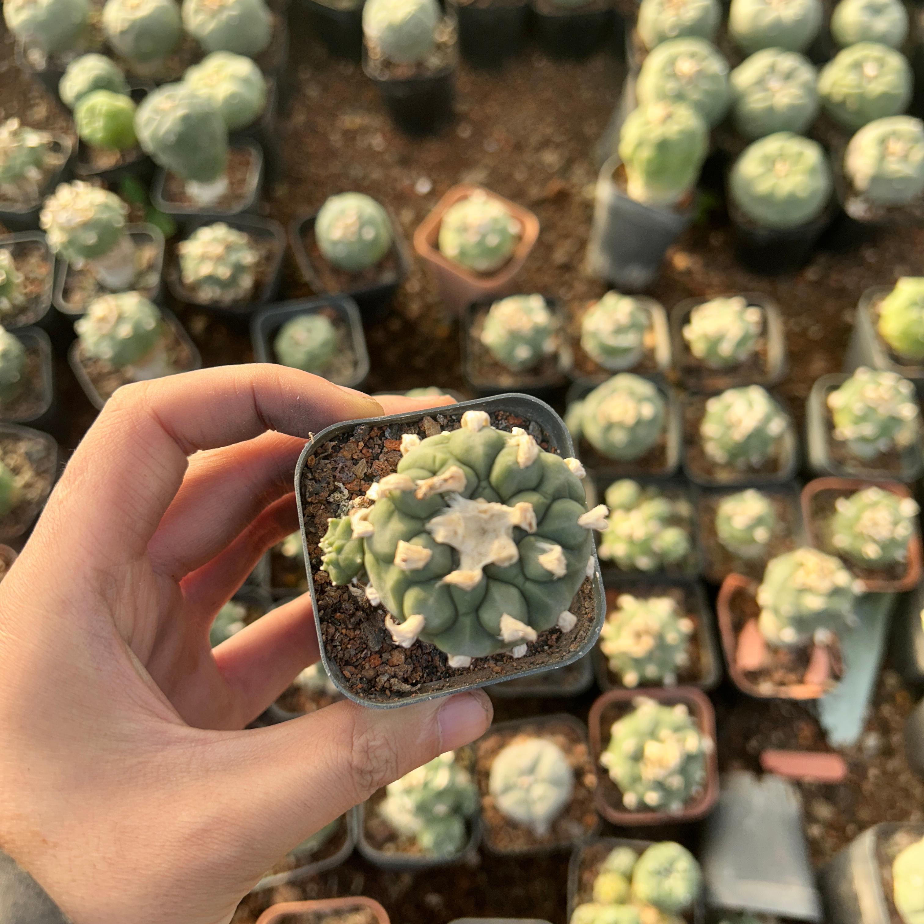 3-4cm Lophophora Fricii × Diffusa Hybrid—FLUFFY HAIRY