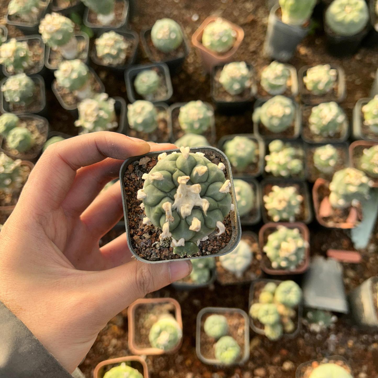3-4cm Lophophora Fricii × Diffusa Hybrid—FLUFFY HAIRY