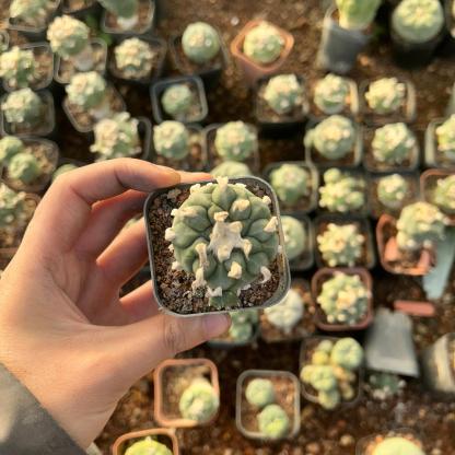3-4cm Lophophora Fricii × Diffusa Hybrid—FLUFFY HAIRY