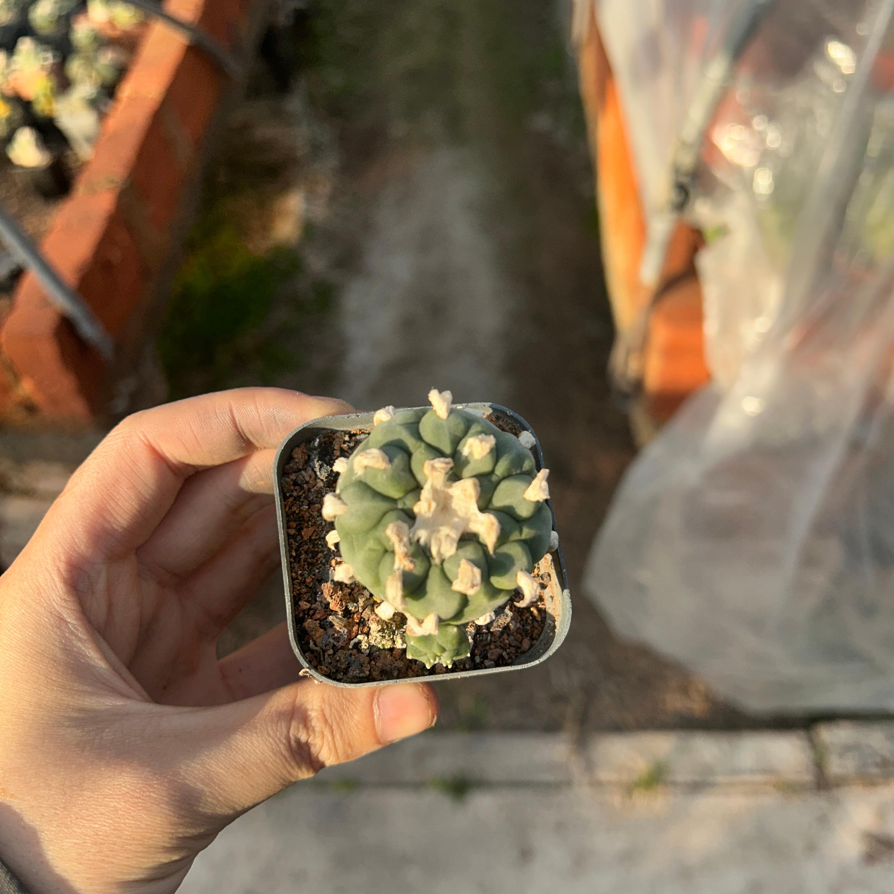 3-4cm Lophophora Fricii × Diffusa Hybrid—FLUFFY HAIRY