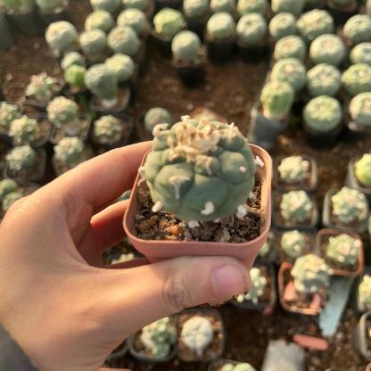 3-4cm Lophophora Fricii × Diffusa Hybrid—FLUFFY HAIRY