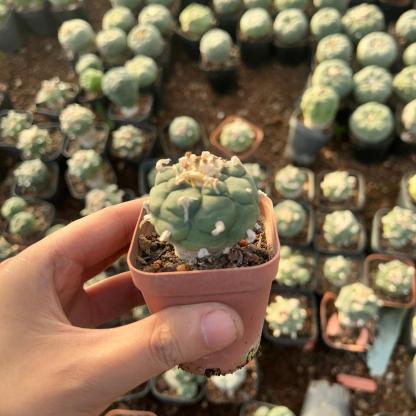 3-4cm Lophophora Fricii × Diffusa Hybrid—FLUFFY HAIRY