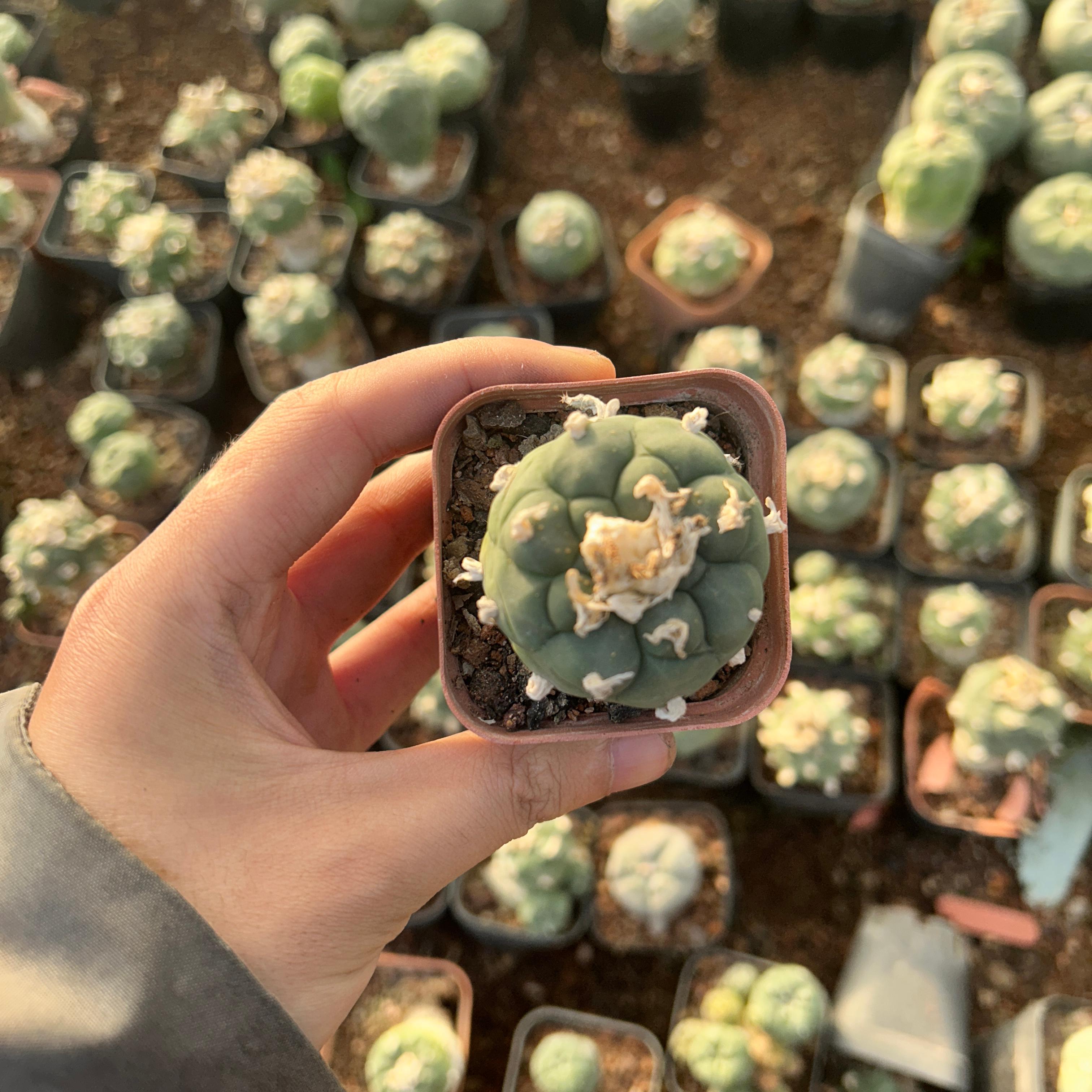 3-4cm Lophophora Fricii × Diffusa Hybrid—FLUFFY HAIRY
