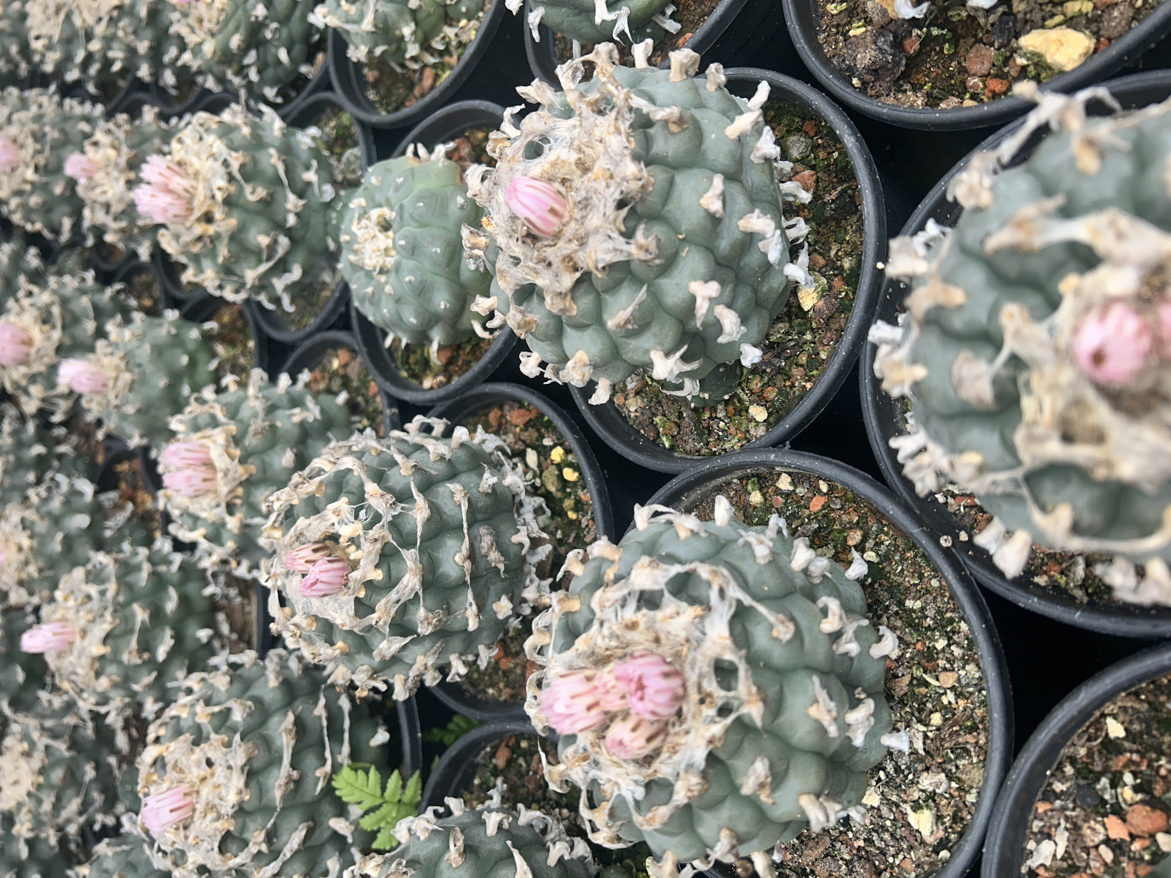 1.5-11cm Lophophora williamsii 