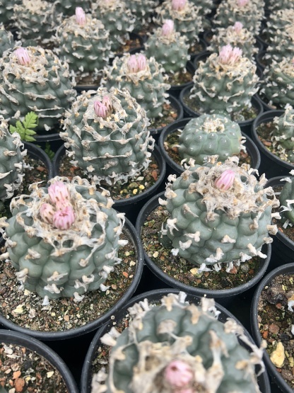1.5-11cm Lophophora williamsii 