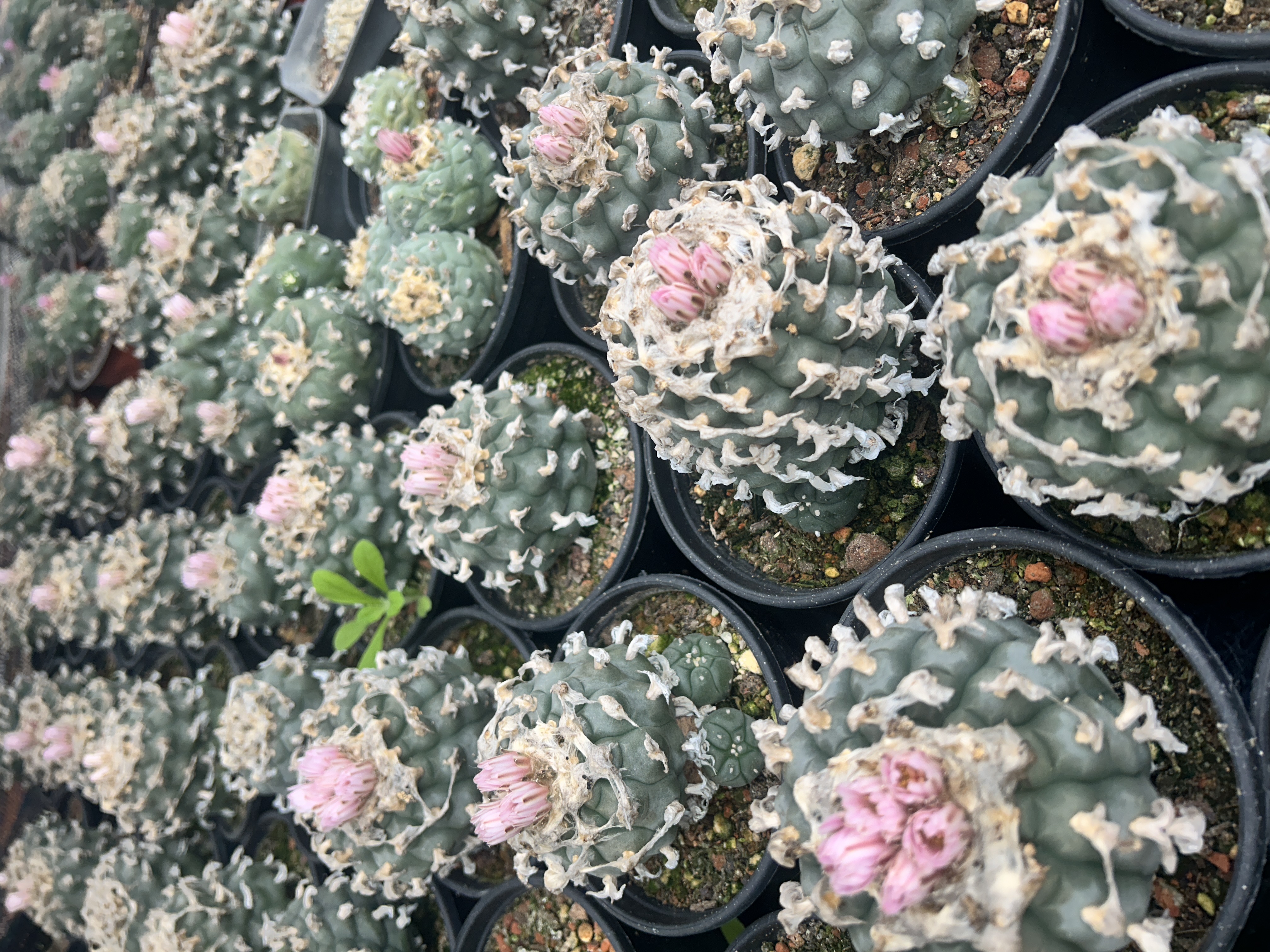 1.5-11cm Lophophora williamsii 
