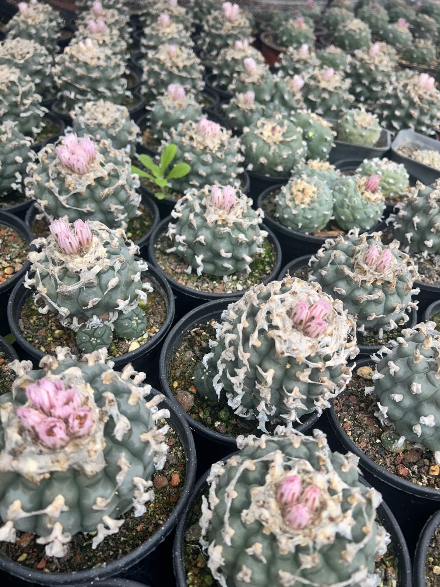 1.5-11cm Lophophora williamsii 