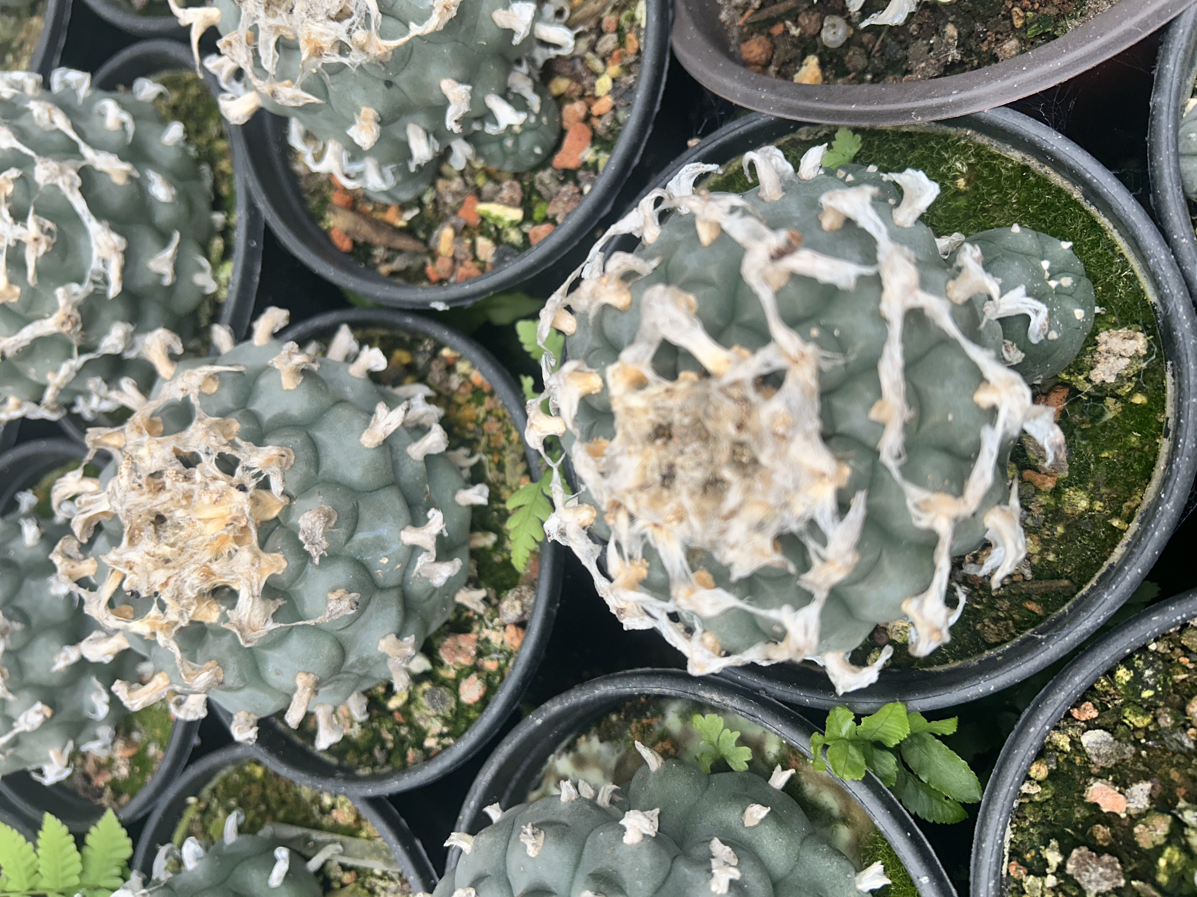 1.5-11cm Lophophora williamsii 