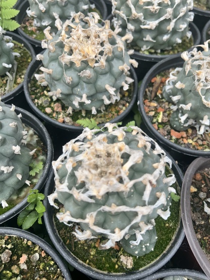 1.5-11cm Lophophora williamsii 