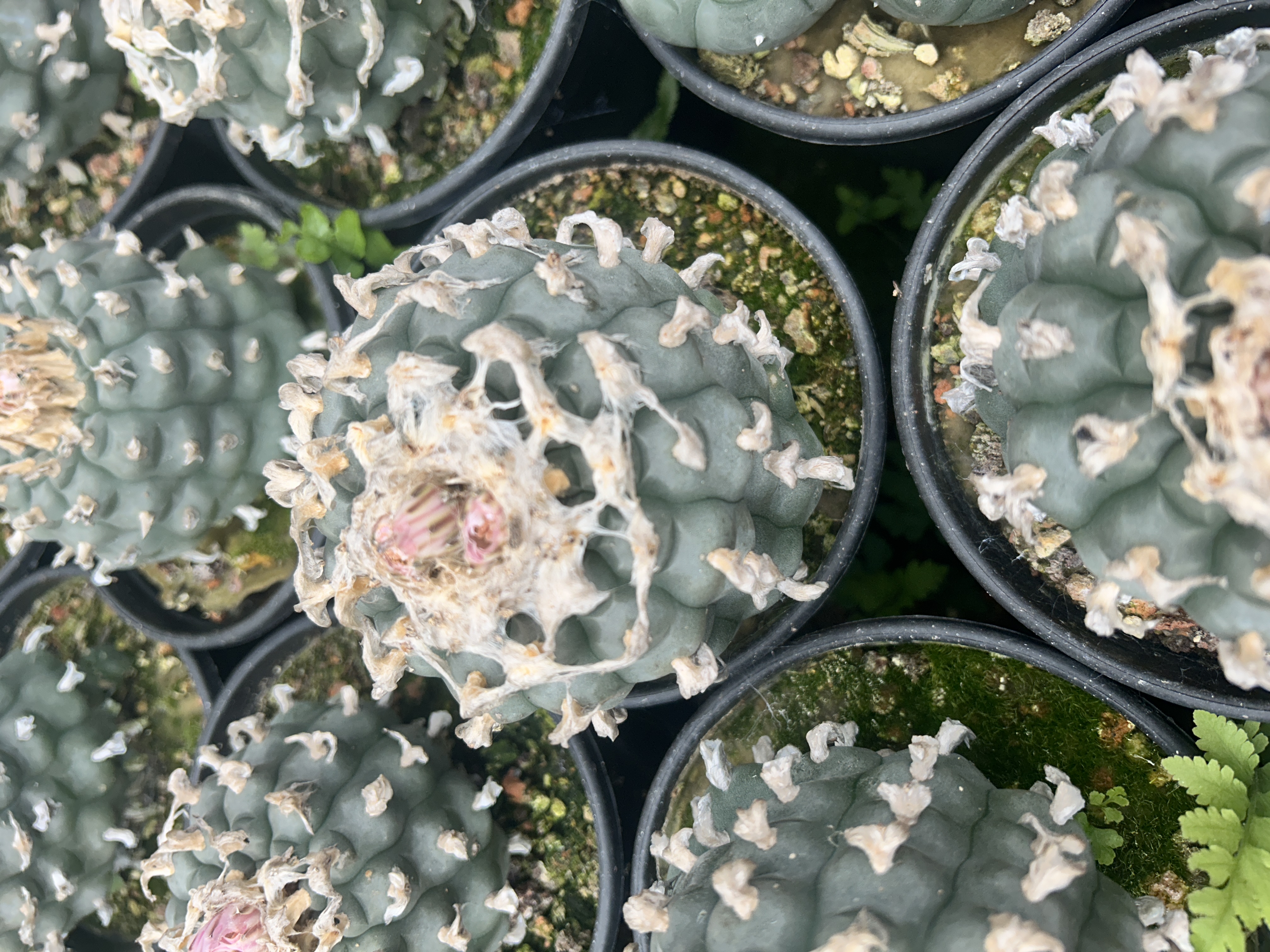 1.5-11cm Lophophora williamsii 